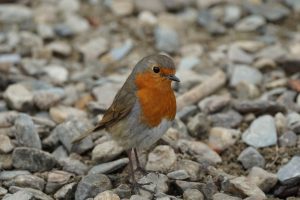 Free stock photo of animals, background, bird